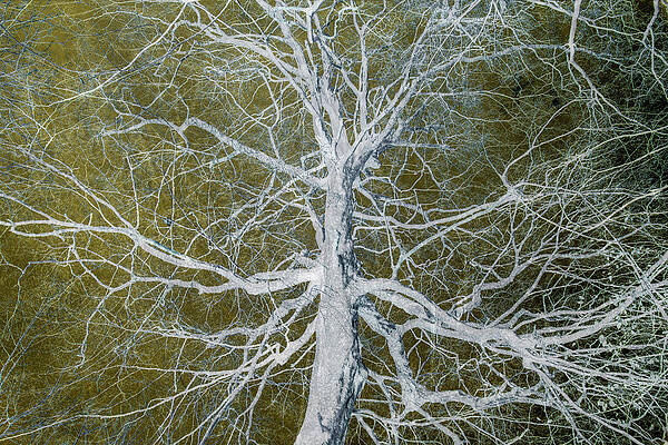 Bare Tree by David Jeffery