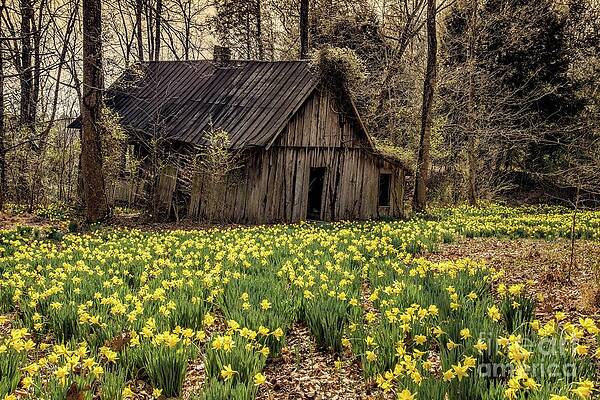 Barn and Daffodils by Christopher Nelson Barn and Daffodils by Christopher Nelson