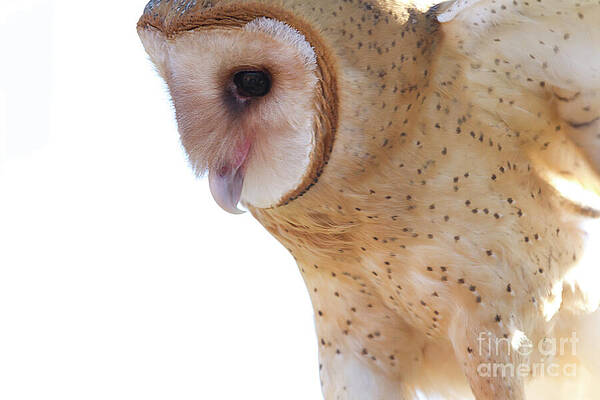 Barn Owl 6 by Chris Scroggins Barn Owl 6 by Chris Scroggins