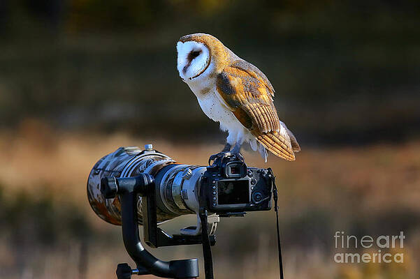 Wall Art - Photograph - Barn Owl Tyto Alba Sitting On A Camera by Don Mammoser