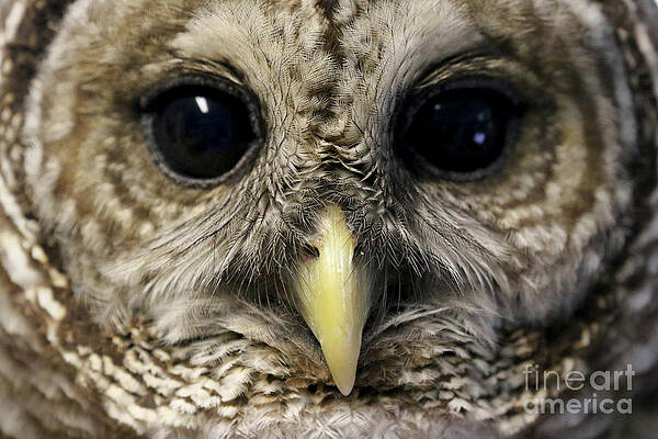 Barred Owl by Meg Rousher Barred Owl by Meg Rousher