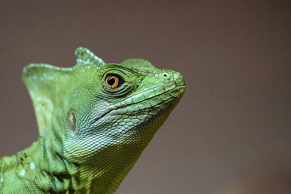 Wall Art - Photograph - Basilisk Lizard by Produced By Oliver C Wright