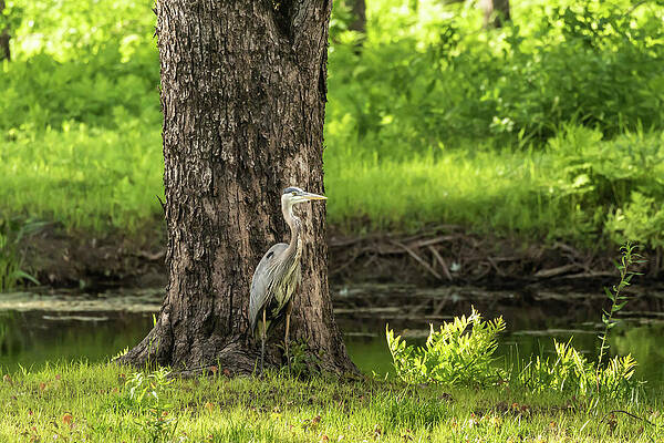 Great Blue Heron Basking In The Sun by Brian Birrell Great Blue Heron Basking In The Sun by Brian Birrell