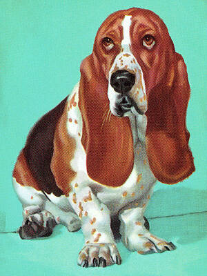 How to Draw a Dog Basset Hound  YouTube