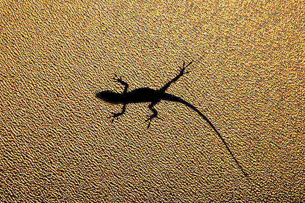 Wall Art - Photograph - Bathroom Window Lizard by Bill Adams