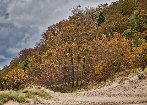 Beach Trees by Mark Bear Beach Trees by Mark Bear