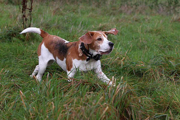Beagle Photograph - Beagle 02 by Bob Langrish
