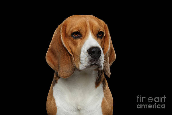 Beagle by Sergey Taran Beagle by Sergey Taran