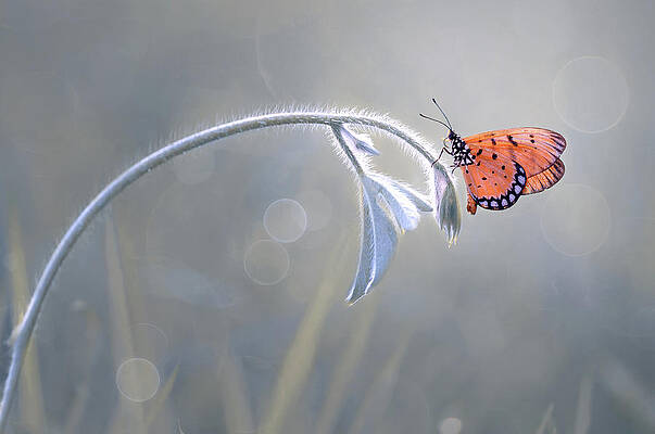 Wall Art - Photograph - Beautiful Butterfly by Edy Pamungkas