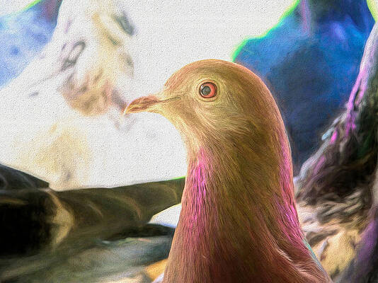 Wall Art - Photograph - Beautiful Homing Pigeon Painted by Don Northup