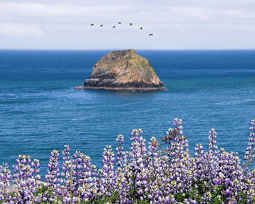 Wall Art - Photograph - Beautiful Lupin And Island by Chuan Chen