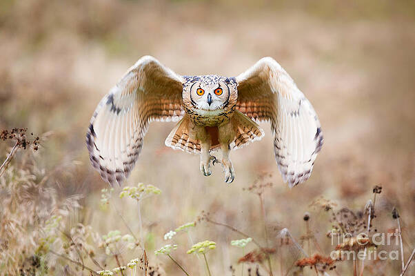 Wall Art - Photograph - Beautiful Owl Photographed While by Jaroslaw Saternus