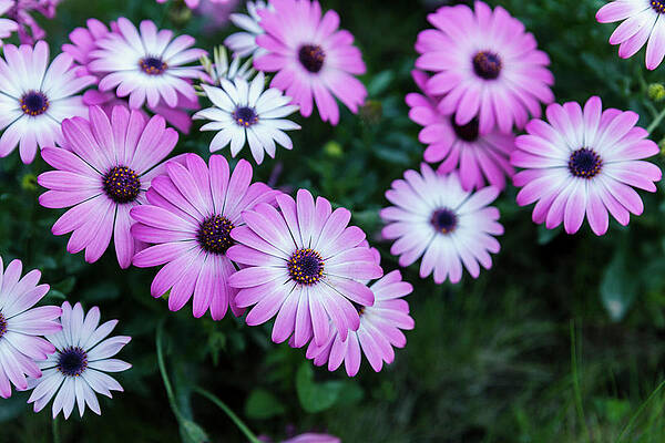 Beautiful Pink Flowers In Grass by Dejan Jekic