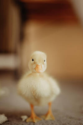 Wall Art - Photograph - Beautiful Yellow Baby Duck Portrait. by Cavan Images