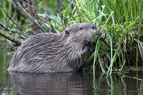 Wall Art - Photograph - Beaver gouging by Ronnie And Frances Howard