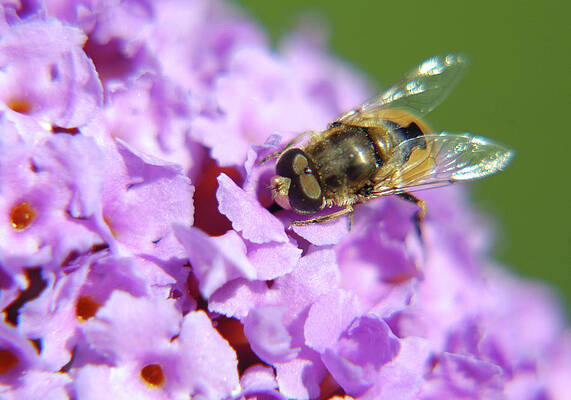 Hoverfly On A Purple Flower by Jonny Jelinek Hoverfly On A Purple Flower by Jonny Jelinek