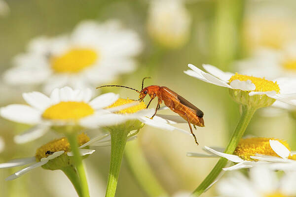 Wall Art - Photograph - Beetle,, Feeding On Oxeye Daisy Flower, Scotland, Uk by Scotland: The Big Picture / Naturepl.com