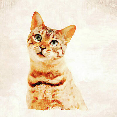 Wall Art - Photograph - Bengal kitten looking very sad and facing the viewer in a digita by Steven Heap