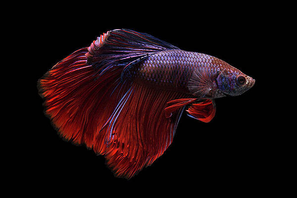 Betta Beauty by Jeffrey R Farmer