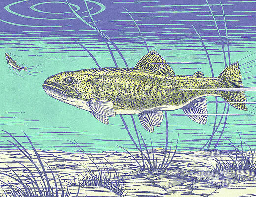 Big Fish 2 Drawing by Violeta Vollmer  Saatchi Art