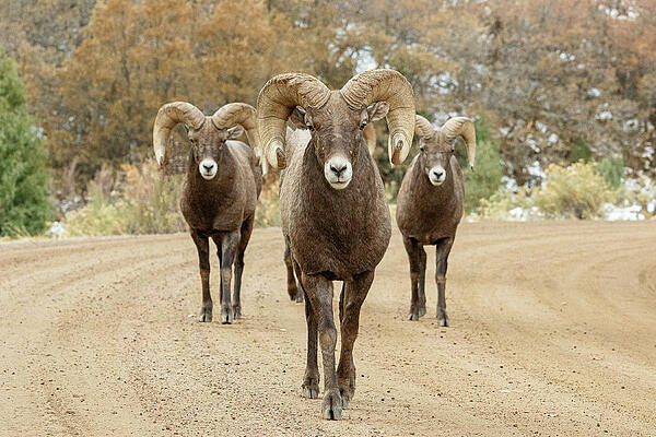 Bighorn Rams Head On by Tony Hake Bighorn Rams Head On by Tony Hake