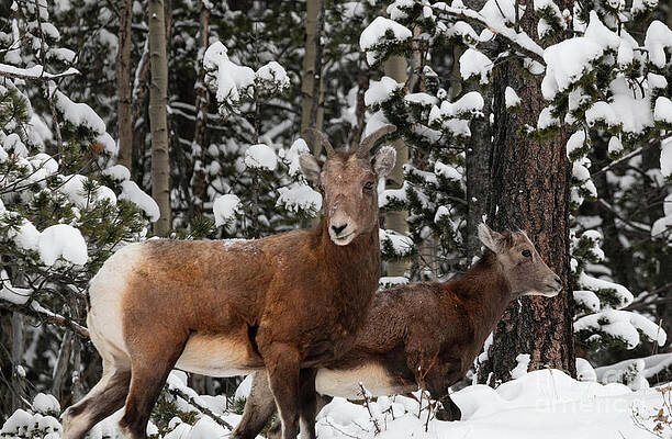 Wall Art - Photograph - Bighorn Sheep in Deep Snow by Steven Krull