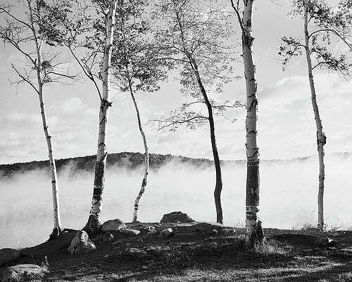Wall Art - Photograph - Birch Trees & Mist by Monte Nagler