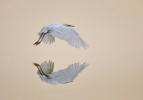 Wall Art - Photograph - Bird Water Reflection by Mirza Alshehabi