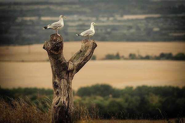 Birds of a Feather by Chris Boulton Birds of a Feather by Chris Boulton