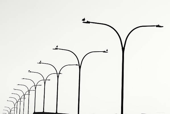 Birds Watch Over Queensway Bridge by Denise Dube Birds Watch Over Queensway Bridge by Denise Dube