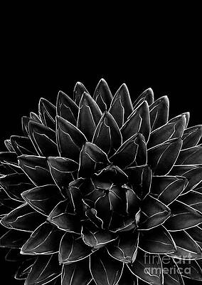 Black And White Cactus Art Pixels