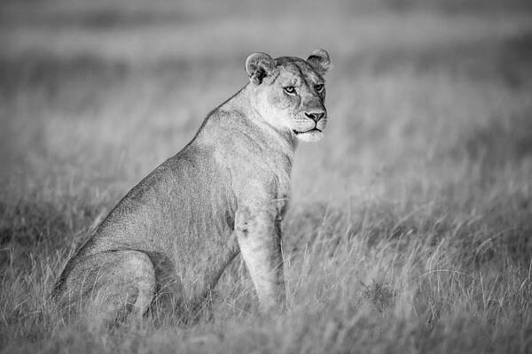 Wall Art - Photograph - Black And White Portrait Of A Lioness by Nick Dale