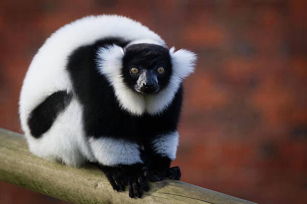 Most endangered mammal? Probably lemurs, say experts
