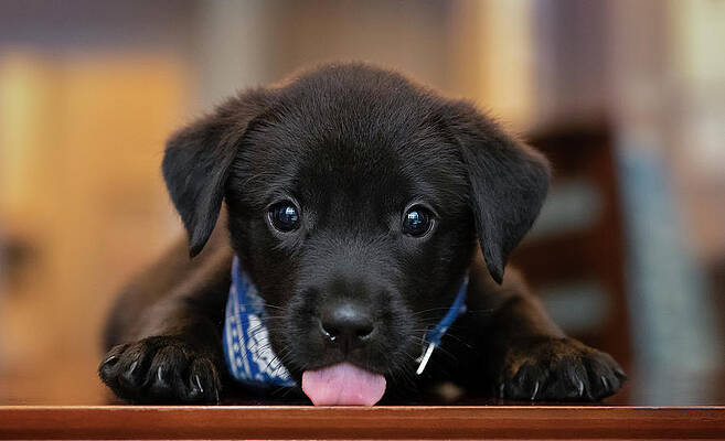 baby black lab puppies