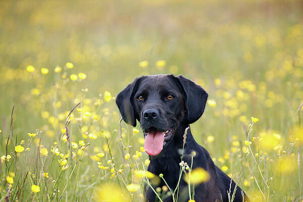 Black Labrador Dog Sitting In Buttercup Print by Juliet White