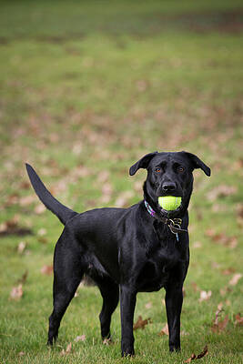 Wall Art - Photograph - Black Labrador Retriever Playing With Tennis Ball In Mouth by Tj Rich / Naturepl.com