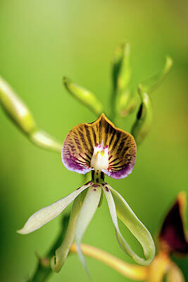 Black orchid sale hot sale
