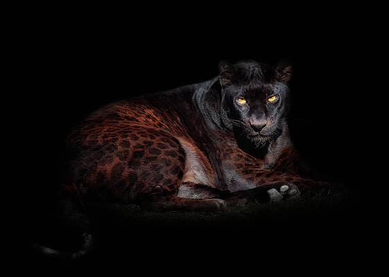 Black Panther Photos - Fine Art America