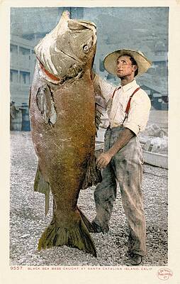 Black Sea Bass Paintings Fine Art America