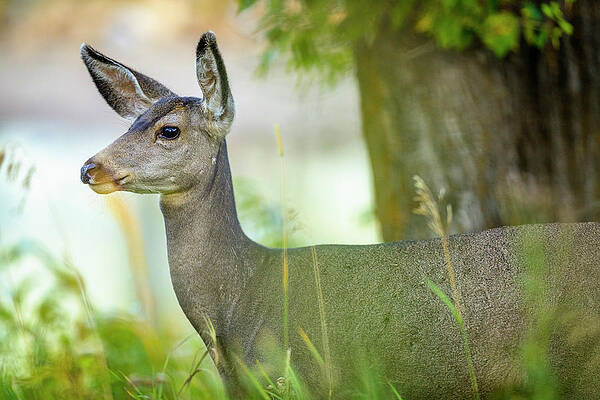Wall Art - Photograph - Blacktailed Deer Doe In Waterton by Don White
