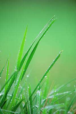 Blade Of Grass Art For Sale