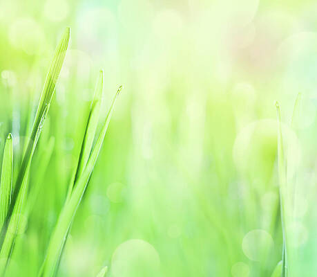Blade Of Grass Art For Sale