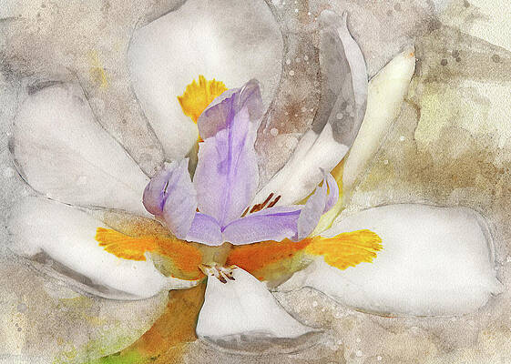 Blooming Into Abstraction by Leda Robertson Blooming Into Abstraction by Leda Robertson