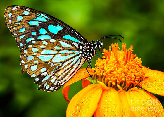 Colorful Butterfly Photographs | Fine Art America