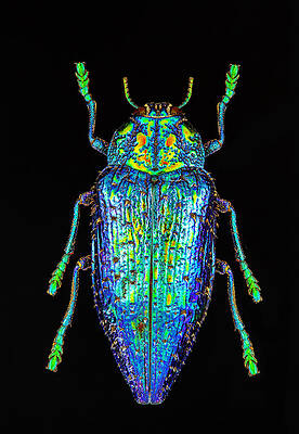 Blue Metallic Beetle by Gary Shepard Blue Metallic Beetle by Gary Shepard