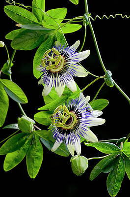 Passiflora Wall Art Fine Art America Passiflora Wall Art Fine Art America