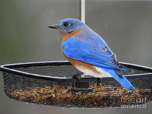 Bluebird at my Feeder by Eunice Miller Bluebird at my Feeder by Eunice Miller