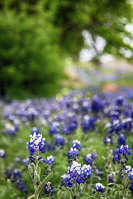 Bluebonnets 1 by See It In Texas Bluebonnets 1 by See It In Texas