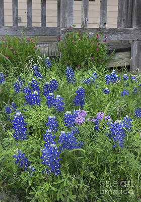 Bluebonnets and Porch by Patti Schulze Bluebonnets and Porch by Patti Schulze