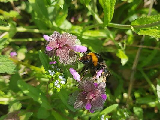 Bombus by Giuseppe Epifani Bombus by Giuseppe Epifani